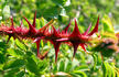 Red Wing rose photo