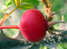 Red Wing rose photo