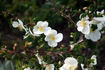 Heather Muir rose photo
