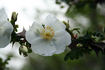 Heather Muir rose photo
