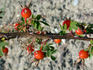 Heather Muir rose photo