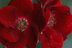 Tour Eiffel 2000 rose photo