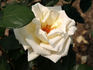 Pinta rose photo