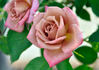Chipmunk rose photo