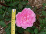 Blithe Spirit rose photo
