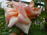 Comtesse Vandal, Cl. rose photo