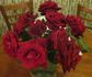 Tatjana ® rose photo