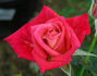 In Memory of Nathalie Jones rose photo