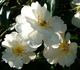 SELcarbonium rose photo