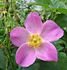 R. palustris nuttalliana rose photo