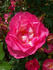 Sunrise Sunset rose photo