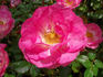 Sunrise Sunset rose photo