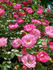Sunrise Sunset rose photo