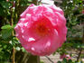 Social Climber rose photo