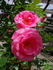 Social Climber rose photo