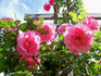 Social Climber rose photo