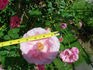Social Climber rose photo