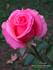 Dara rose photo