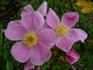Playtime rose photo