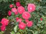 Flirt rose photo
