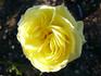 Carte d'Or rose photo
