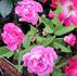 Demitasse rose photo
