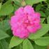 Demitasse rose photo