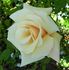 Serendipity rose photo