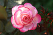 Maxim ® rose photo