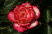 Maxim ® rose photo