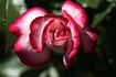 Maxim ® rose photo
