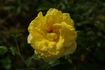 Demetra ® rose photo