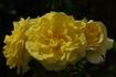 Demetra ® rose photo