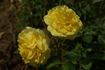 Demetra ® rose photo