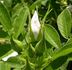 Nyveldt's White rose photo
