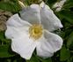 Nyveldt's White rose photo