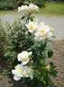 Berlengas rose photo