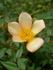 AMCXHER rose photo