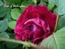 Duke of Wellington rose photo