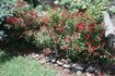 Robin Red Breast rose photo