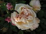 Madame Emilie Souffrain rose photo