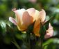 Lafter rose photo