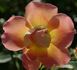 Lafter rose photo