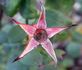 Lafter rose photo
