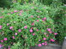 Belle Doria rose photo