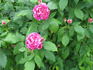 Belle Doria rose photo