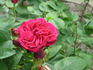 Etienne Levet rose photo