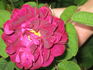 Haddington rose photo