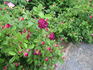 Haddington rose photo