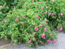 Fulgens rose photo
